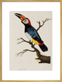 Toucan, 1776. art print extra large gold Art Print - Science Museum Shop