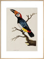 Toucan, 1776. art print extra large natural Art Print - Science Museum Shop