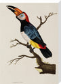 Toucan, 1776. stretched canvas large none Art Print - Science Museum Shop