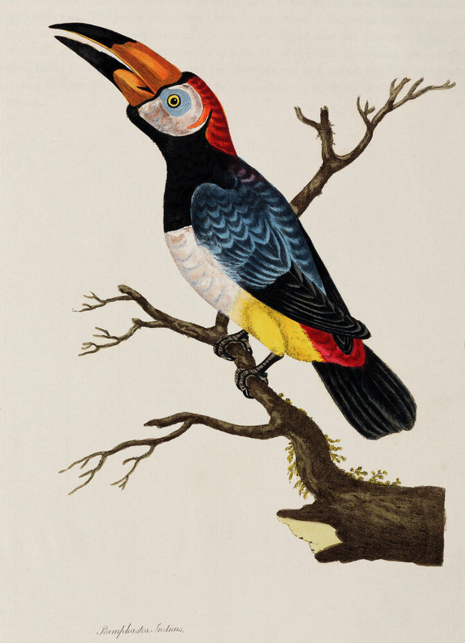 Toucan, 1776. Art Print - Science Museum Shop