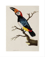 Toucan, 1776. art print extra small none Art Print - Science Museum Shop