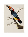 Toucan, 1776. art print small none Art Print - Science Museum Shop
