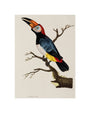 Toucan, 1776. unstretched canvas small none Art Print - Science Museum Shop