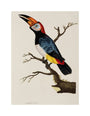 Toucan, 1776. unstretched canvas medium none Art Print - Science Museum Shop