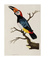Toucan, 1776. unstretched canvas large none Art Print - Science Museum Shop