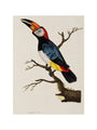 Toucan, 1776. art print extra large none Art Print - Science Museum Shop