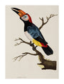 Toucan, 1776. unstretched canvas extra large none Art Print - Science Museum Shop