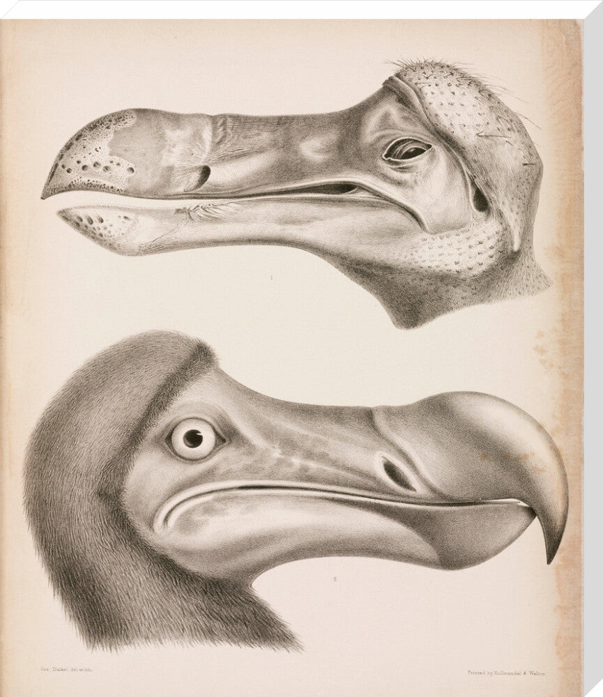 The Dodo, c 18th century. stretched canvas extra large none Art Print - Science Museum Shop