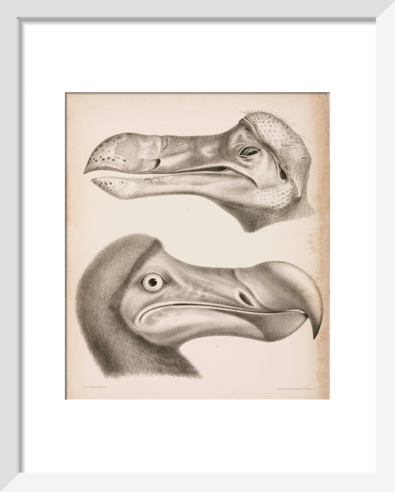 The Dodo, c 18th century. art print extra small white Art Print - Science Museum Shop