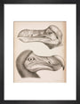 The Dodo, c 18th century. art print small black Art Print - Science Museum Shop