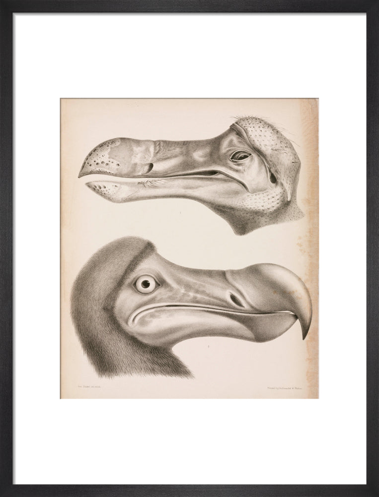 The Dodo, c 18th century. art print medium black Art Print - Science Museum Shop