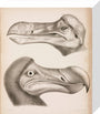 The Dodo, c 18th century. stretched canvas small none Art Print - Science Museum Shop