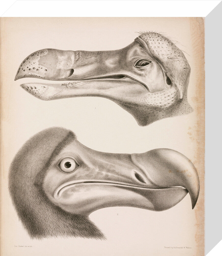 The Dodo, c 18th century. stretched canvas small none Art Print - Science Museum Shop