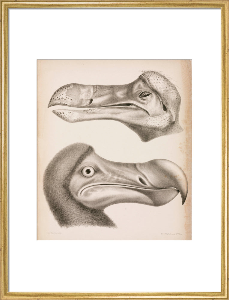 The Dodo, c 18th century. art print large gold Art Print - Science Museum Shop