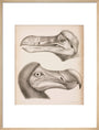 The Dodo, c 18th century. art print large natural Art Print - Science Museum Shop