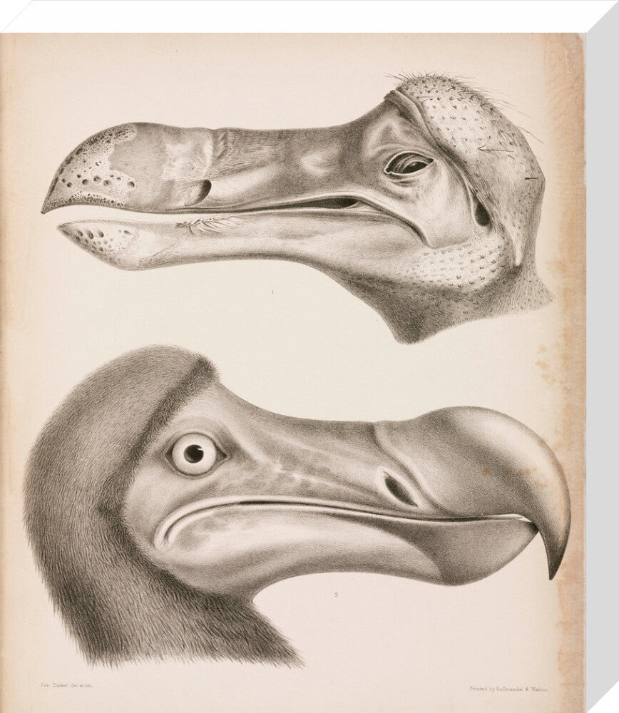 The Dodo, c 18th century. stretched canvas medium none Art Print - Science Museum Shop