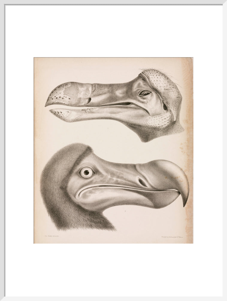 The Dodo, c 18th century. art print extra large white Art Print - Science Museum Shop