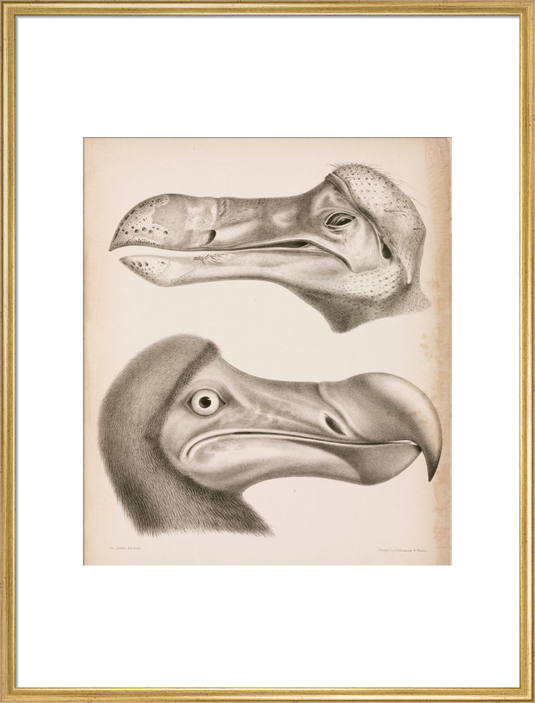 The Dodo, c 18th century. art print extra large gold Art Print - Science Museum Shop