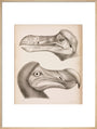 The Dodo, c 18th century. art print extra large natural Art Print - Science Museum Shop