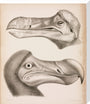 The Dodo, c 18th century. stretched canvas large none Art Print - Science Museum Shop