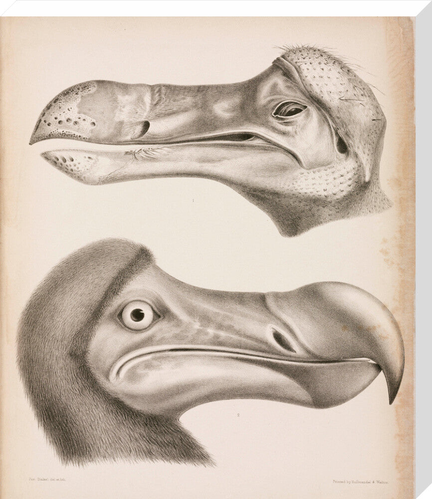 The Dodo, c 18th century. stretched canvas large none Art Print - Science Museum Shop