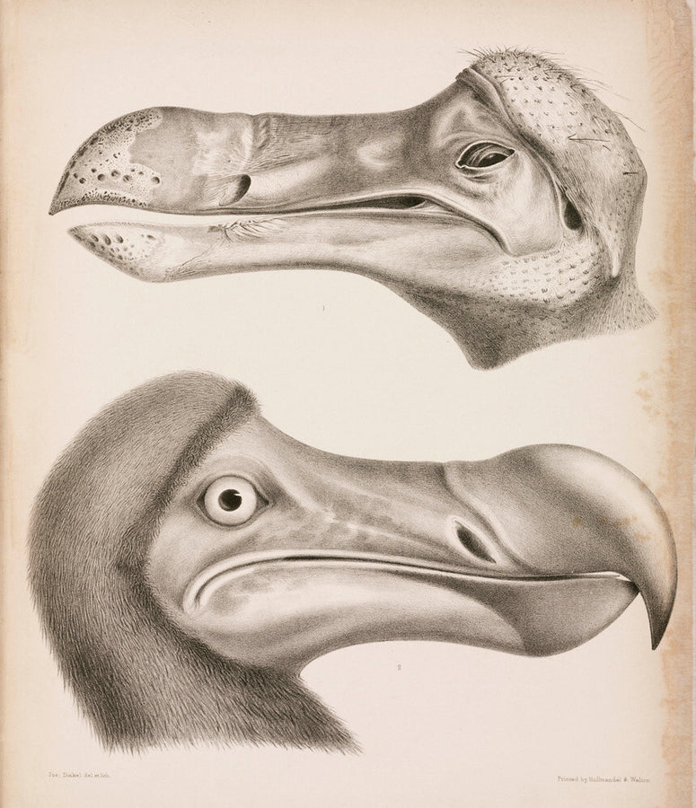 The Dodo, c 18th century. Art Print - Science Museum Shop