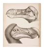 The Dodo, c 18th century. unstretched canvas extra large none Art Print - Science Museum Shop