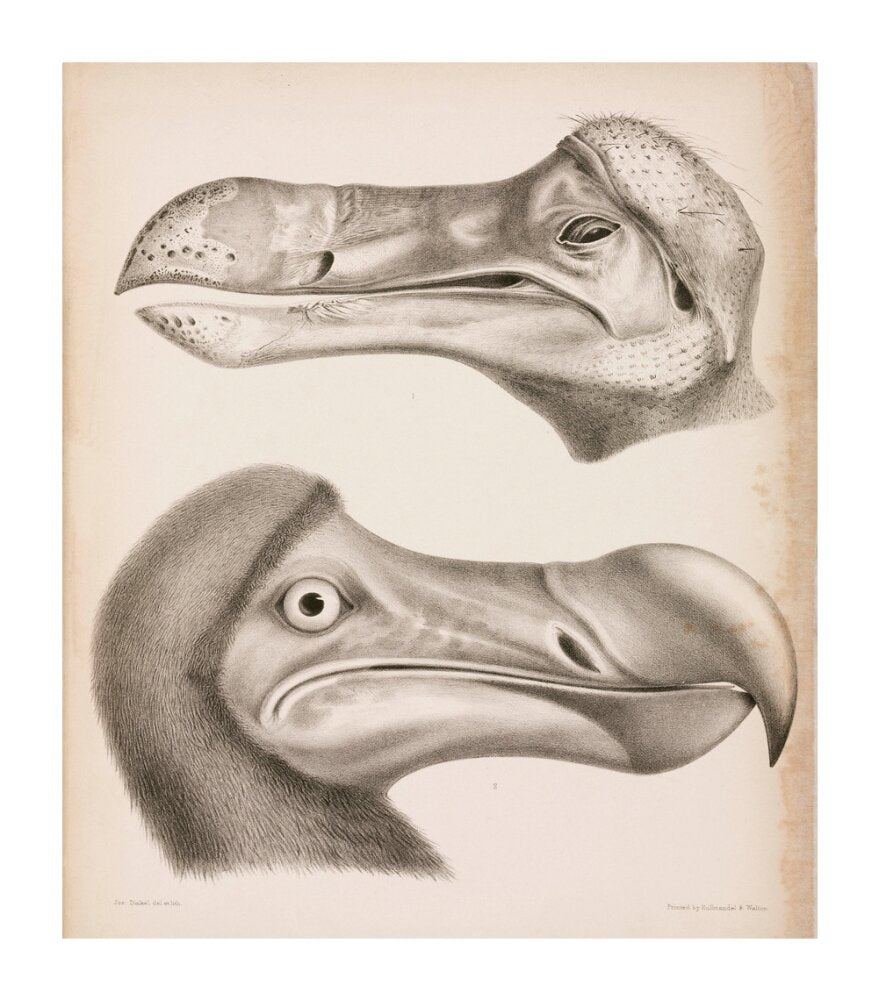 The Dodo, c 18th century. unstretched canvas extra large none Art Print - Science Museum Shop