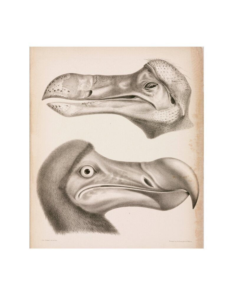 The Dodo, c 18th century. art print extra small none Art Print - Science Museum Shop
