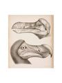 The Dodo, c 18th century. art print small none Art Print - Science Museum Shop