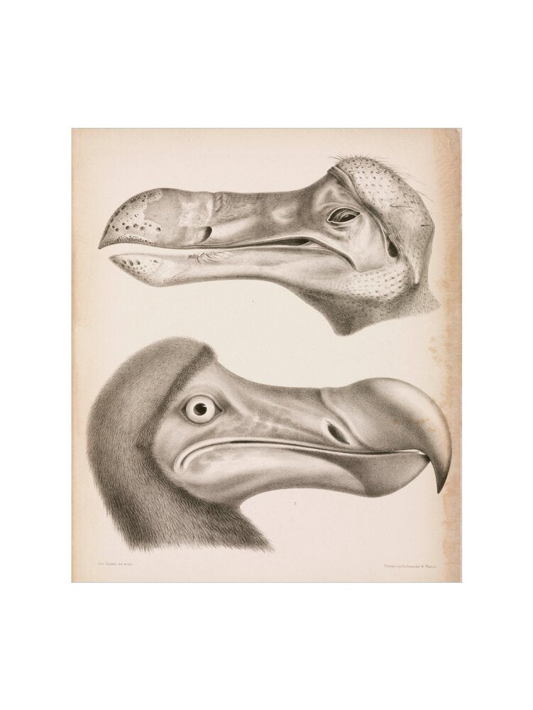The Dodo, c 18th century. art print small none Art Print - Science Museum Shop