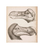 The Dodo, c 18th century. unstretched canvas small none Art Print - Science Museum Shop