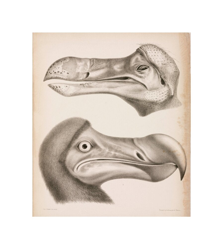 The Dodo, c 18th century. unstretched canvas small none Art Print - Science Museum Shop