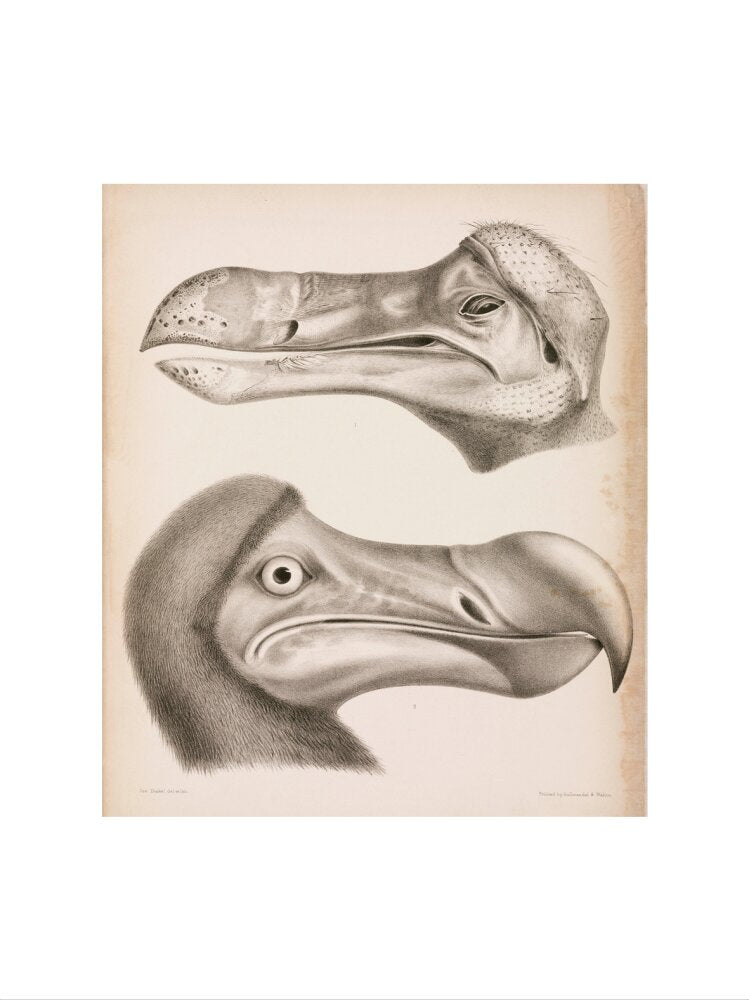 The Dodo, c 18th century. art print large none Art Print - Science Museum Shop