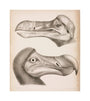 The Dodo, c 18th century. unstretched canvas medium none Art Print - Science Museum Shop