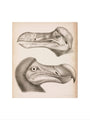 The Dodo, c 18th century. art print extra large none Art Print - Science Museum Shop