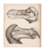 The Dodo, c 18th century. unstretched canvas large none Art Print - Science Museum Shop