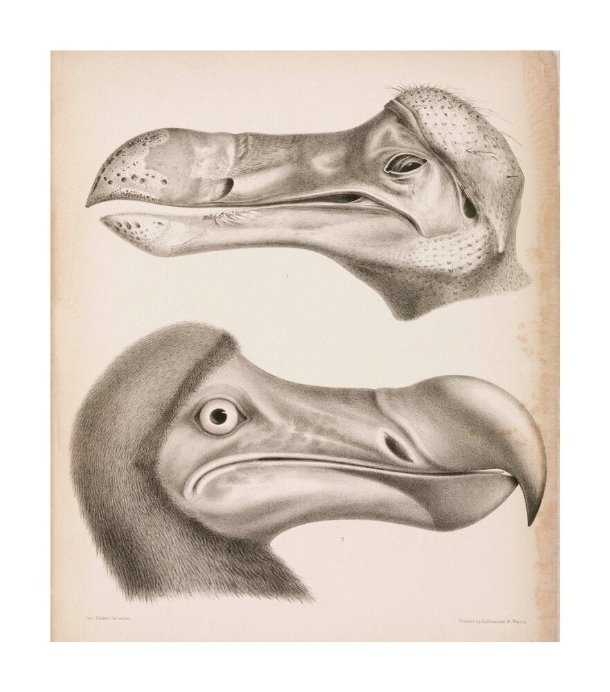 The Dodo, c 18th century. unstretched canvas large none Art Print - Science Museum Shop