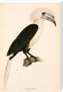 Buceros comatus, Indonesia, 1839-1844. stretched canvas extra large none Art Print - Science Museum Shop