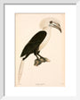 Buceros comatus, Indonesia, 1839-1844. art print extra small white Art Print - Science Museum Shop