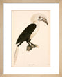 Buceros comatus, Indonesia, 1839-1844. art print extra small natural Art Print - Science Museum Shop