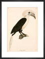 Buceros comatus, Indonesia, 1839-1844. art print medium black Art Print - Science Museum Shop