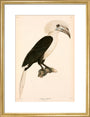 Buceros comatus, Indonesia, 1839-1844. art print medium gold Art Print - Science Museum Shop