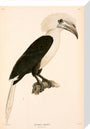 Buceros comatus, Indonesia, 1839-1844. stretched canvas medium none Art Print - Science Museum Shop