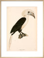 Buceros comatus, Indonesia, 1839-1844. art print large natural Art Print - Science Museum Shop