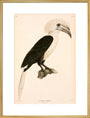 Buceros comatus, Indonesia, 1839-1844. art print extra large gold Art Print - Science Museum Shop