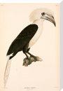Buceros comatus, Indonesia, 1839-1844. stretched canvas large none Art Print - Science Museum Shop