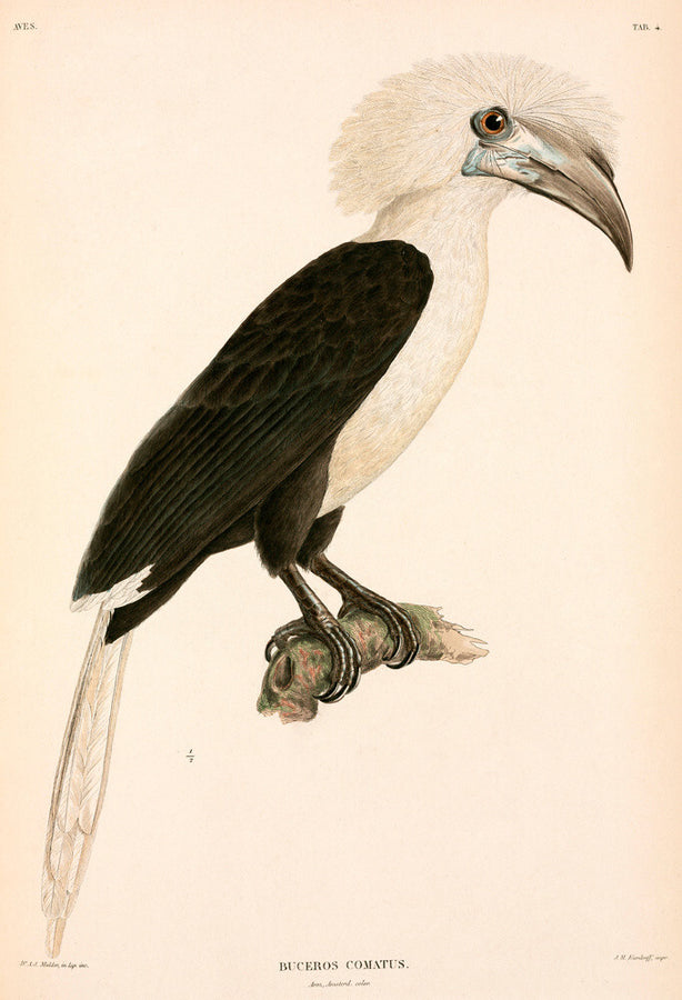Buceros comatus, Indonesia, 1839-1844. Art Print - Science Museum Shop