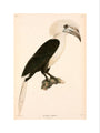 Buceros comatus, Indonesia, 1839-1844. art print medium none Art Print - Science Museum Shop