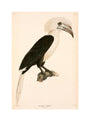 Buceros comatus, Indonesia, 1839-1844. unstretched canvas medium none Art Print - Science Museum Shop
